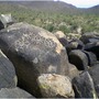 Saguaro national park